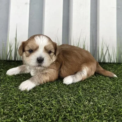 Male Lhasa Apso Puppy for Sale in Schererville, IN