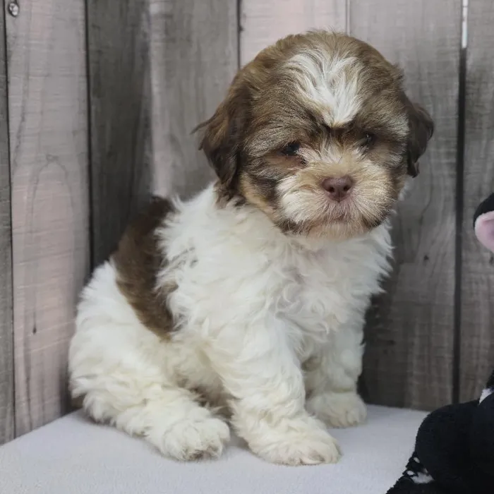 Female Havatzu Puppy for Sale in Schererville, IN