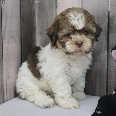 Female Havatzu Puppy for Sale in Schererville, IN