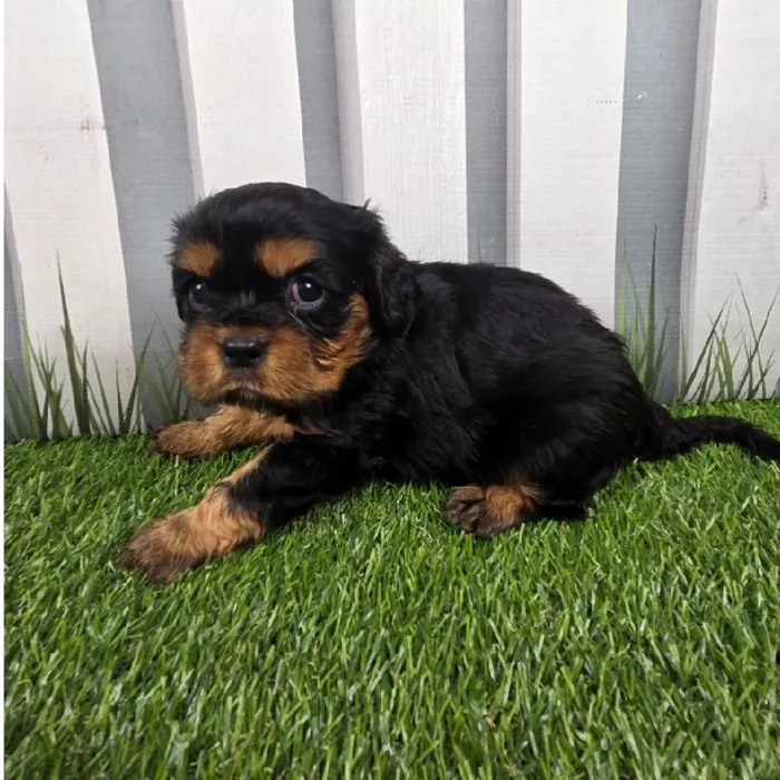 Male Cavalier King Charles Spaniel Puppy for Sale in Schererville, IN