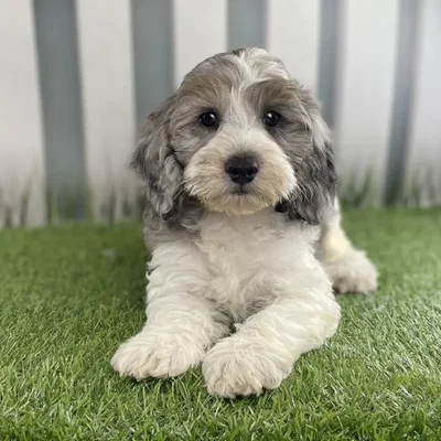 Male Cavapoo Puppy for Sale in Schererville, IN