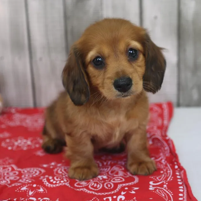 Male Miniature Dachshund Puppy for Sale in Schererville, IN