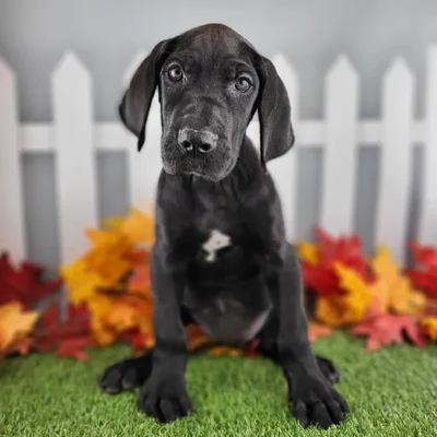 Female Great Dane Puppy for Sale in Indianapolis, IN
