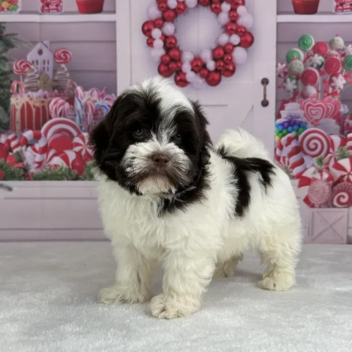 Male Havanese Puppy for Sale in Indianapolis, IN