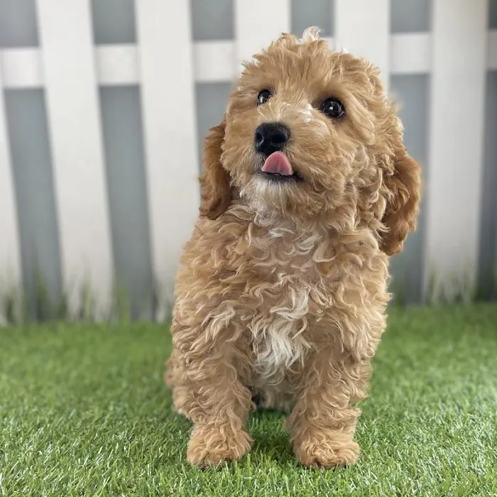 Female Miniature Goldendoodle Puppy for Sale in Schererville, IN