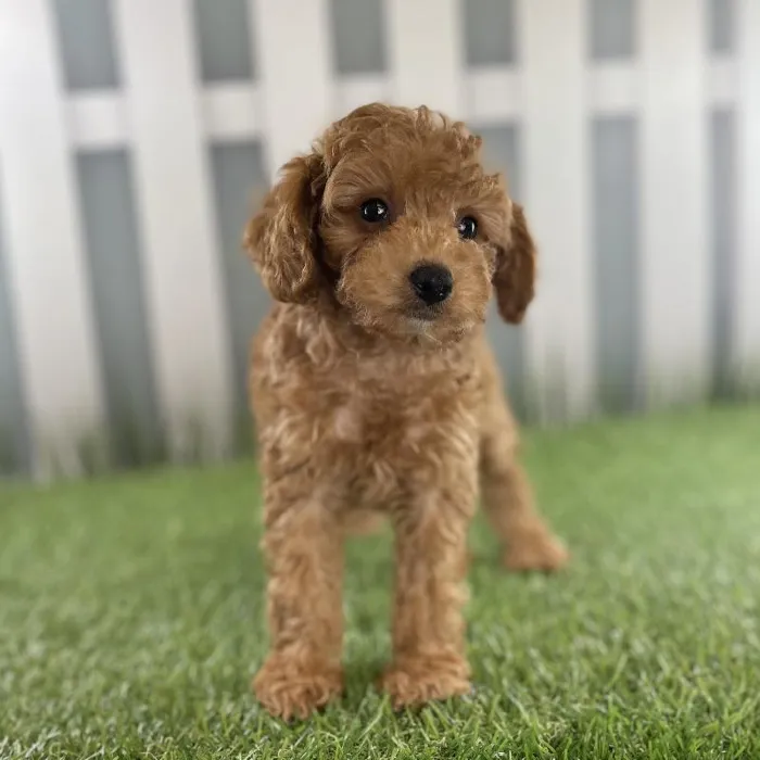 Male Toy Poodle Puppy for Sale in Schererville, IN