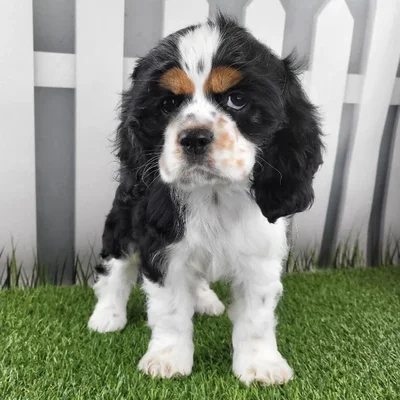 Female Cocker Spaniel Puppy for Sale in Schererville, IN