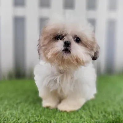 Female Shih Tzu Puppy for Sale in Schererville, IN