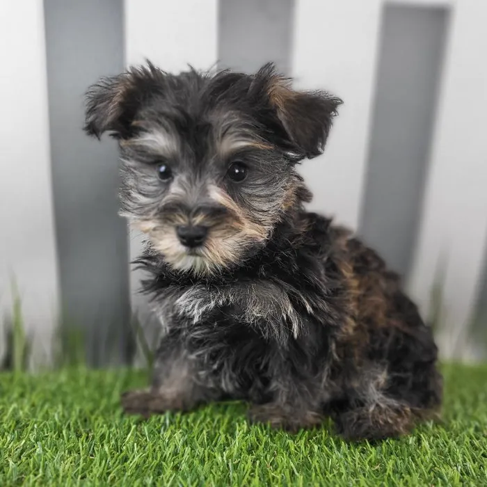 Male Schnorkie Puppy for Sale in Schererville, IN