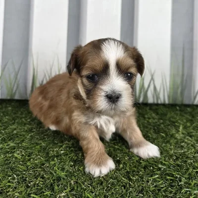 Male Lhasa Apso Puppy for Sale in Schererville, IN