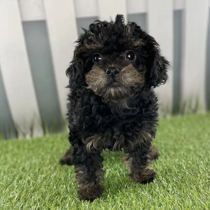 Female ShihPoo Puppy for Sale in Indianapolis, IN