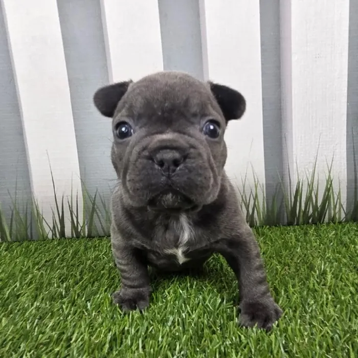 Male French Bulldog Puppy for Sale in Schererville, IN