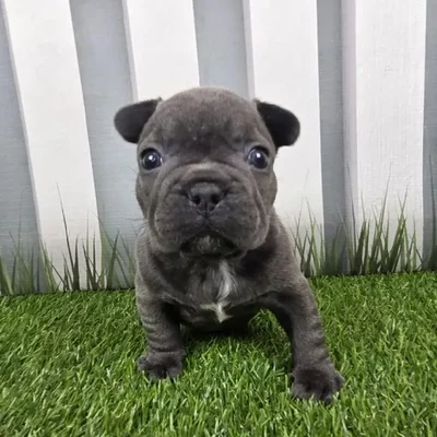 Male French Bulldog Puppy for Sale in Schererville, IN