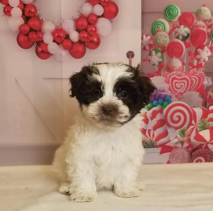 Male Havanese Puppy for Sale in Schererville, IN