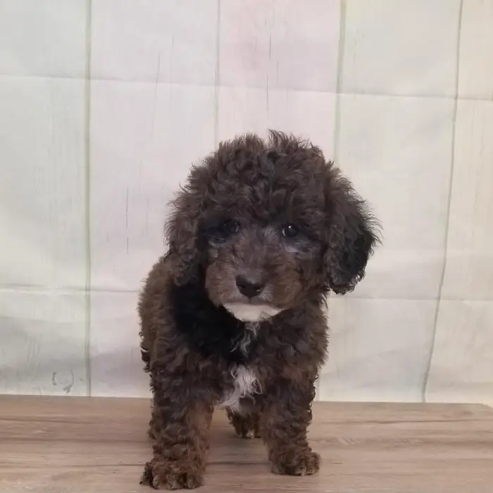 Male Miniature Goldendoodle Puppy for Sale in Schererville, IN