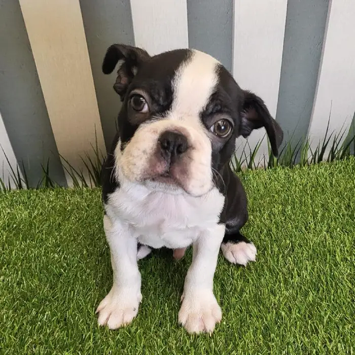 Male Boston Terrier Puppy for Sale in Schererville, IN