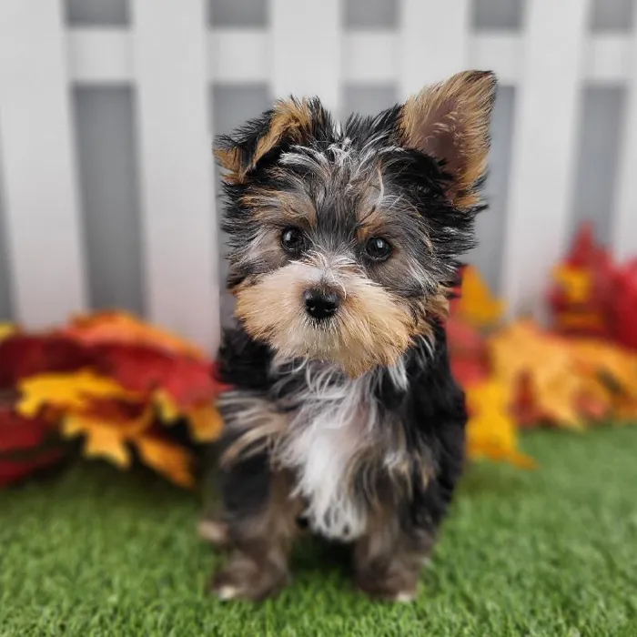 Male Yorkshire Terrier Puppy for Sale in Schererville, IN