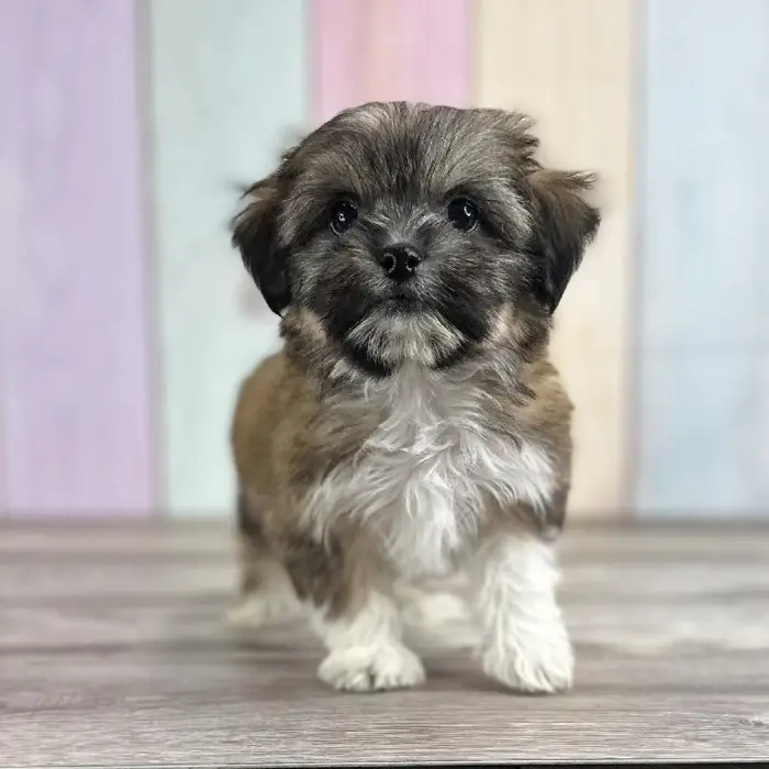 Male Shih-Chon Puppy for Sale in Indianapolis, IN