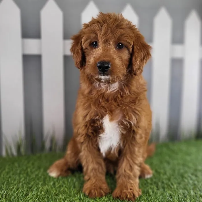 Female Medium Goldendoodle Puppy for Sale in Schererville, IN