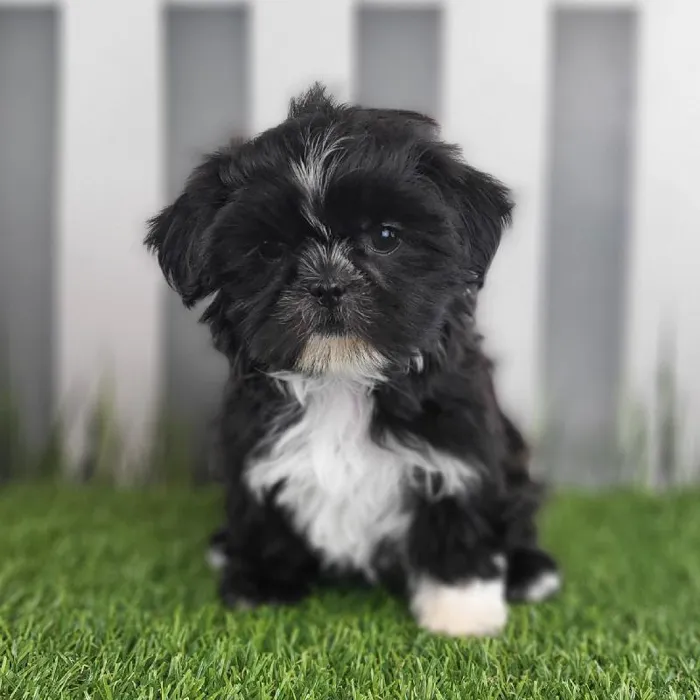 Female Shih Tzu Puppy for Sale in Schererville, IN