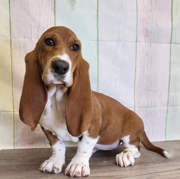 Female Basset Hound Puppy for Sale in Schererville, IN