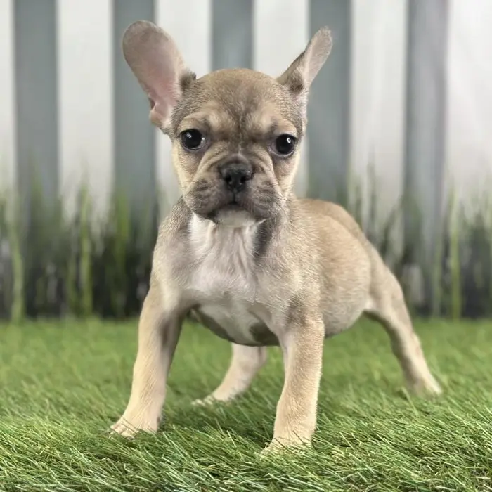Female French Bulldog Puppy for Sale in Schererville, IN