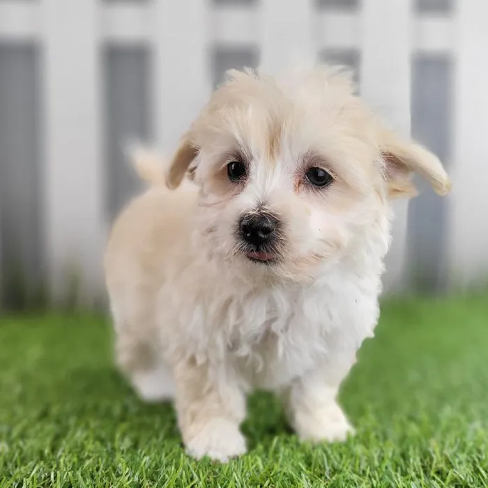 Female Maltipoo Puppy for Sale in Schererville, IN