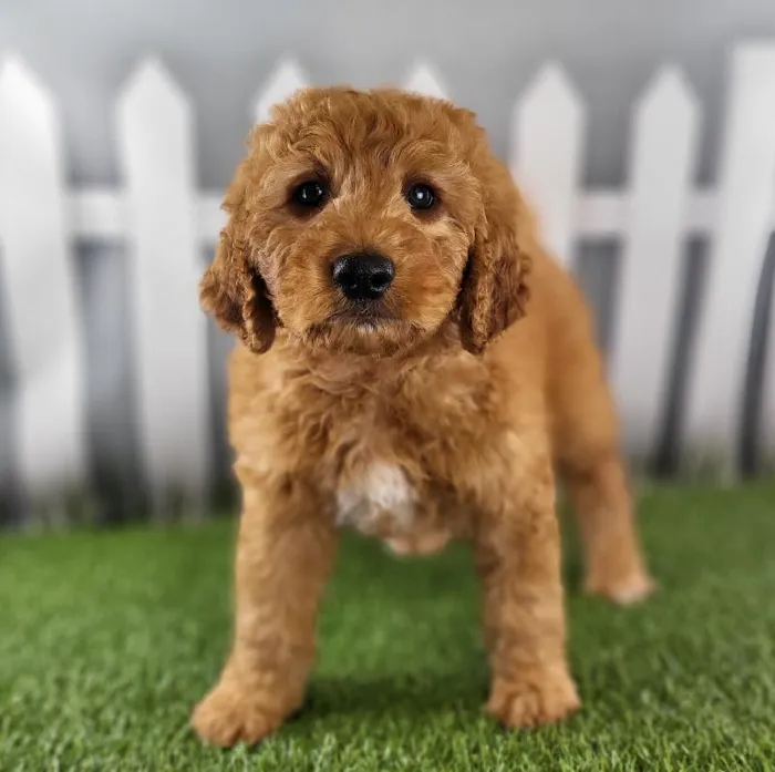 Male Medium Goldendoodle Puppy for Sale in Schererville, IN