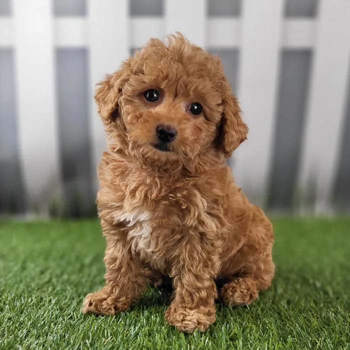 Male Toy Poodle Puppy for Sale in Schererville, IN