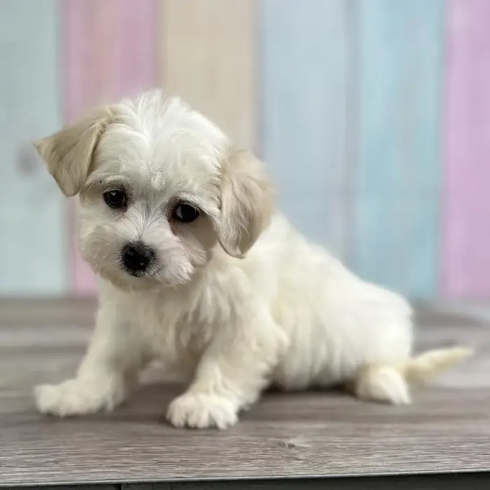 Female Coton De Tulear Puppy for Sale in Schererville, IN