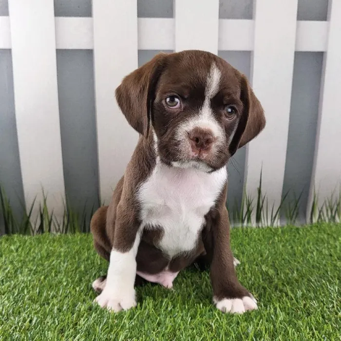 Male Boston Spaniel Puppy for Sale in Schererville, IN