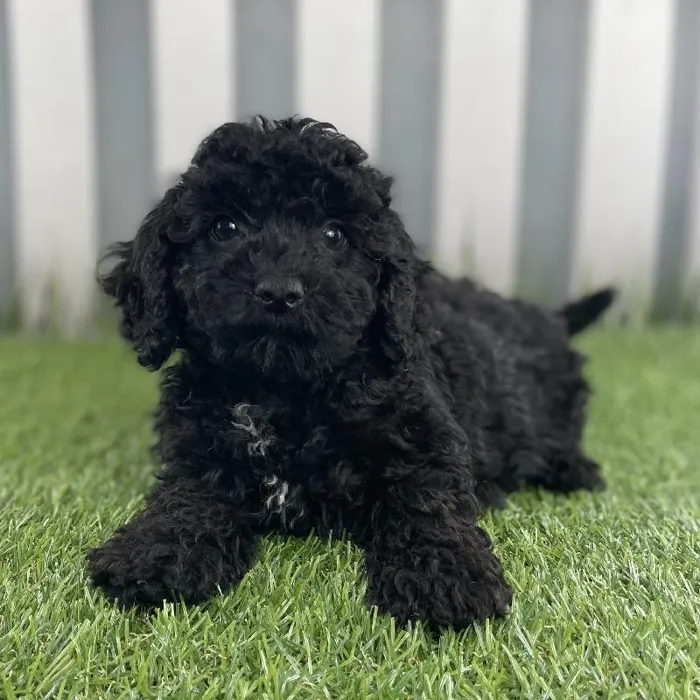 Female Cavapoo Puppy for Sale in Schererville, IN