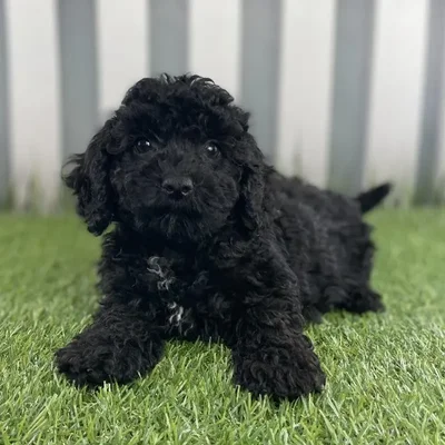 Female Cavapoo Puppy for Sale in Schererville, IN