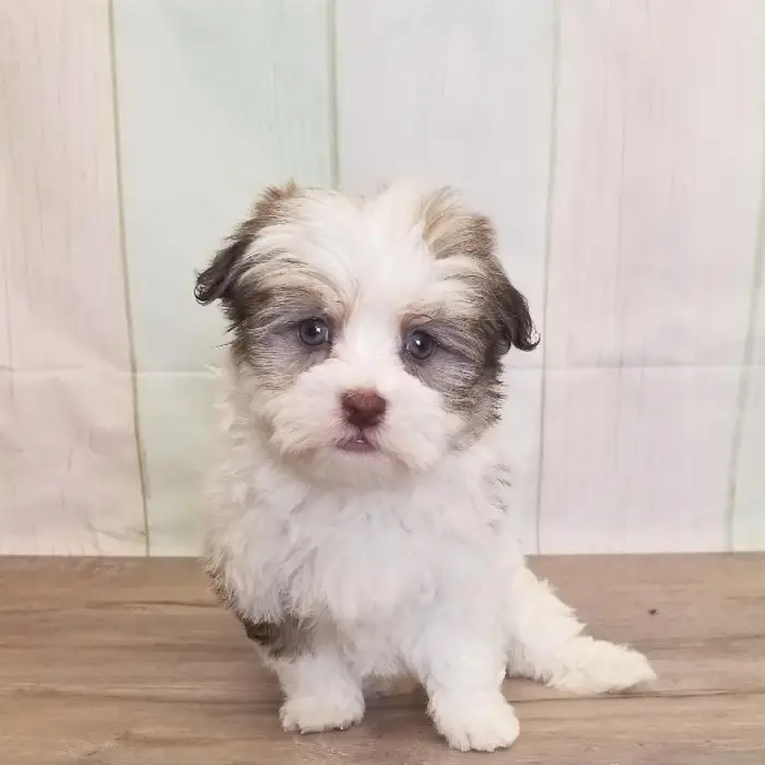 Female Havanese Puppy for Sale in Schererville, IN