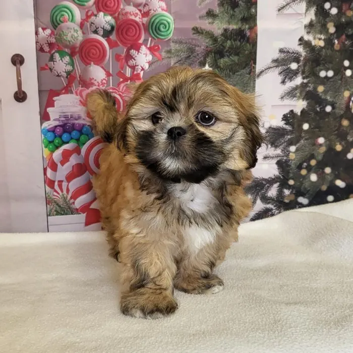 Male Lhasa Apso Puppy for Sale in Schererville, IN