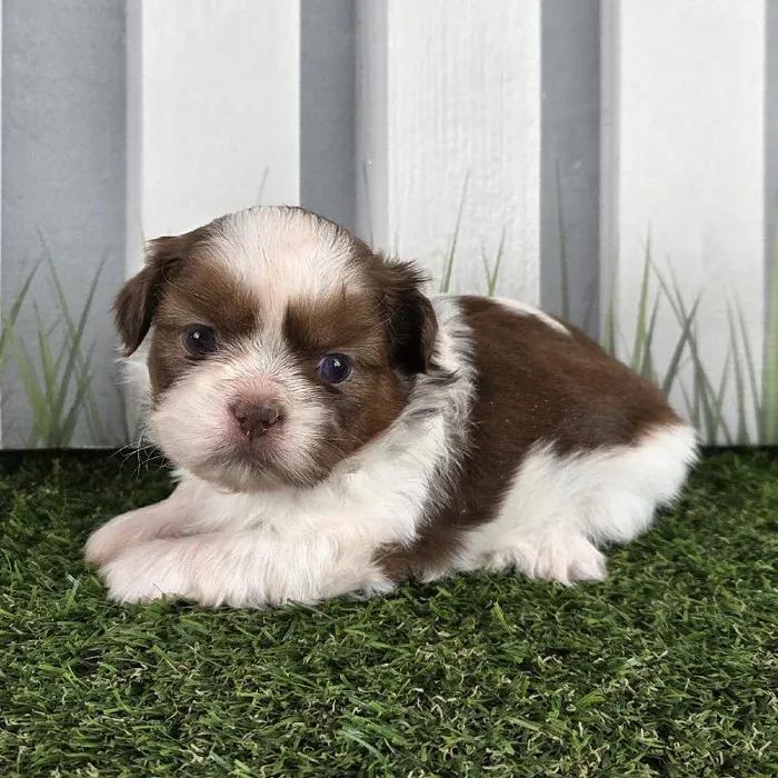 Female Shih Tzu Puppy for Sale in Schererville, IN