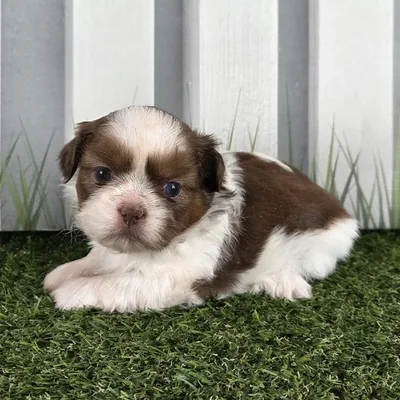 Female Shih Tzu Puppy for Sale in Schererville, IN