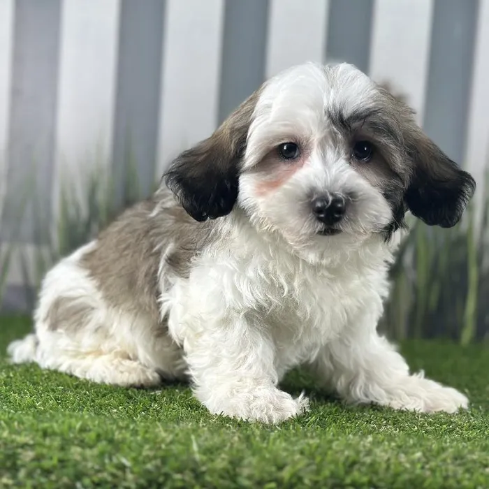 Female Coton De Tulear Puppy for Sale in Schererville, IN