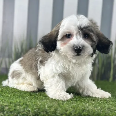 Female Coton De Tulear Puppy for Sale in Schererville, IN