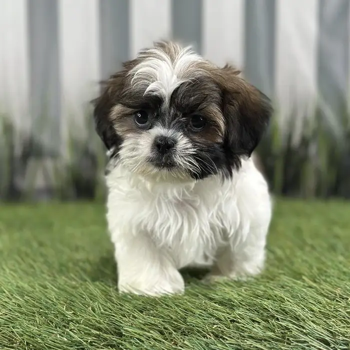 Male Shih Tzu Puppy for Sale in Indianapolis, IN