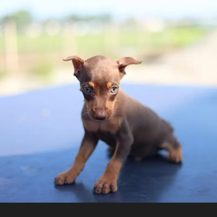 Male Miniature Pinscher Puppy for Sale in Schererville, IN