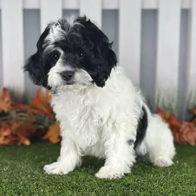 Male Cockapoo Puppy for Sale in Indianapolis, IN