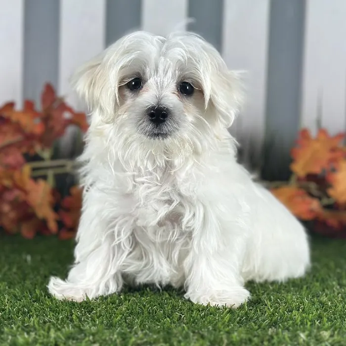 Male Maltese Puppy for Sale in Indianapolis, IN