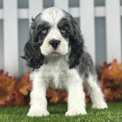 Female Cocker Spaniel Puppy for Sale in Indianapolis, IN