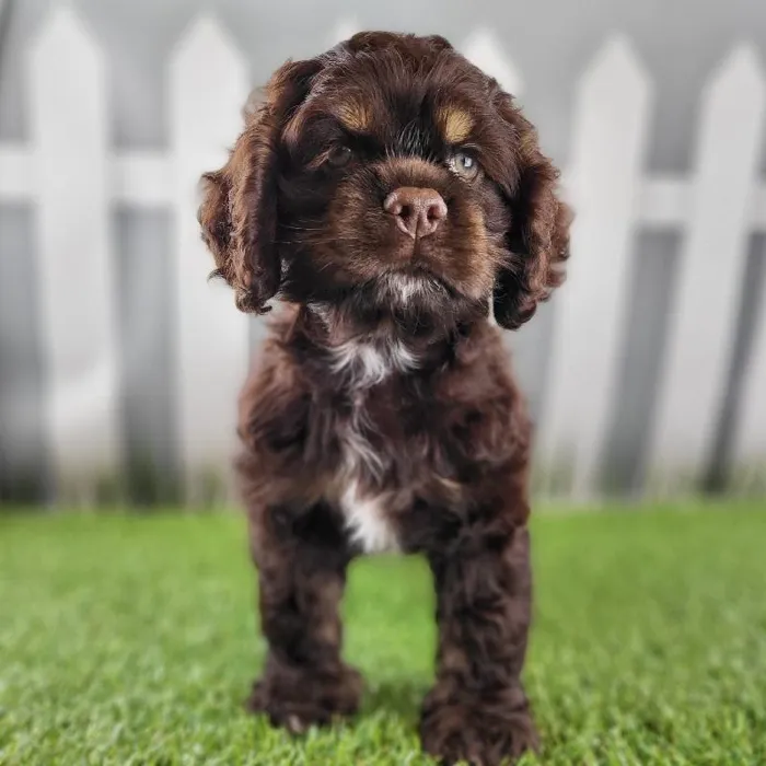Male Cocker Spaniel Puppy for Sale in Schererville, IN