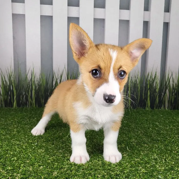 Female Pembroke Welsh Corgi Puppy for Sale in Indianapolis, IN
