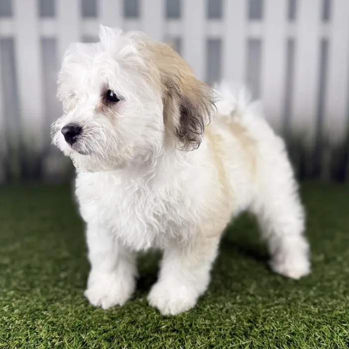 Female Coton-Poo Puppy for Sale in Indianapolis, IN