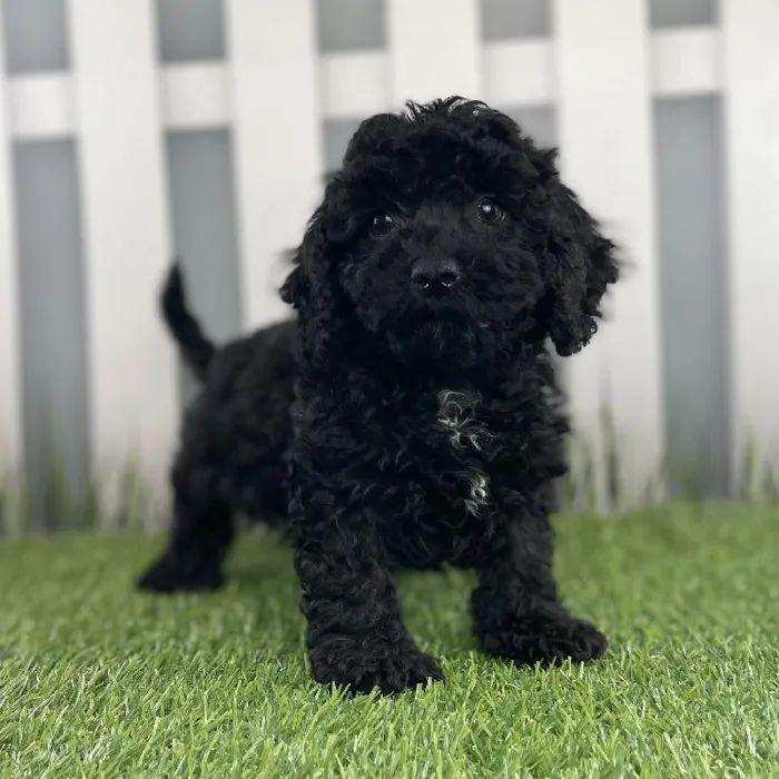 Female Cavapoo Puppy for Sale in Schererville, IN