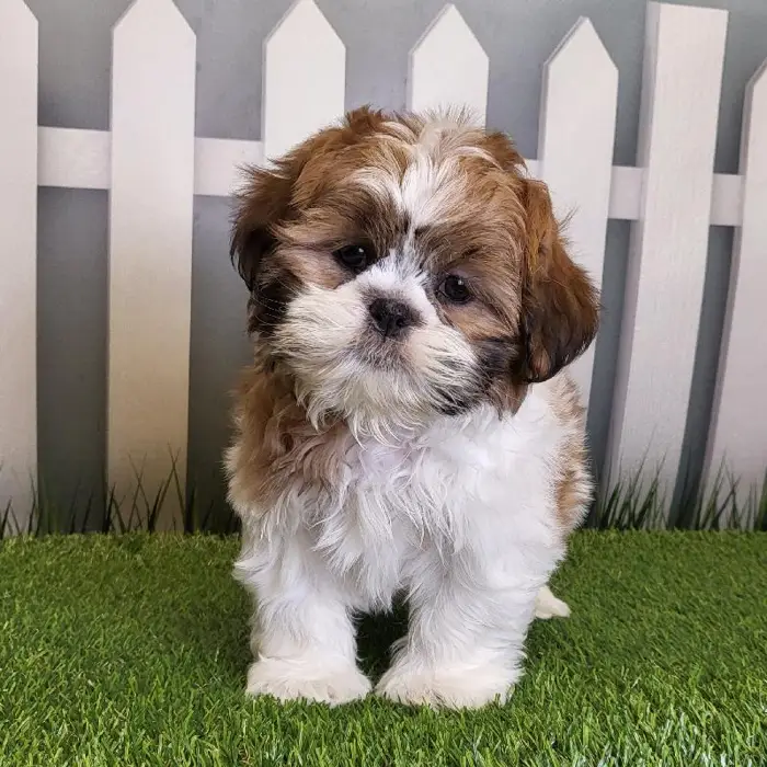 Male Shih Tzu Puppy for Sale in Schererville, IN