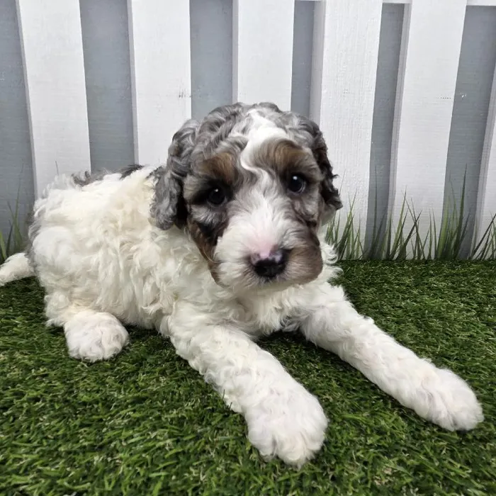 Male Miniature Bernedoodle Puppy for Sale in Schererville, IN